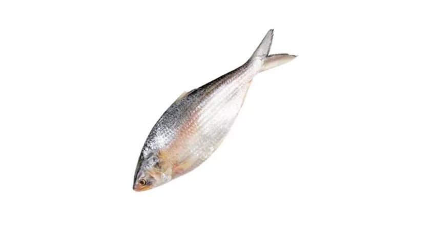 Hilsha Fish 800g (±50gm)