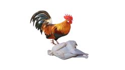 Rooster Chicken Skin On Local Dressed 500g +/- 20g 1pc