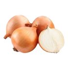 Mt. Zion Onion White - 589647