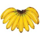 Mt. Zion Banana Lacatan