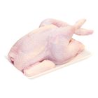 Layer Chicken (1 Pack) | 10013708-EA