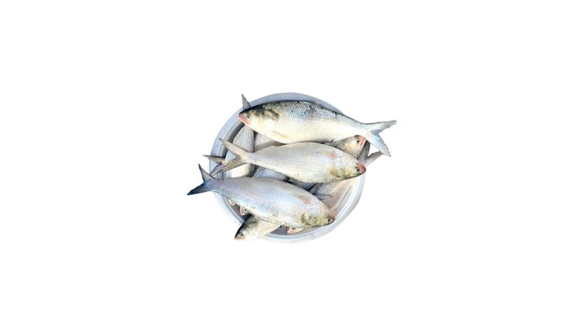 Fish Vally Hilsha 500g