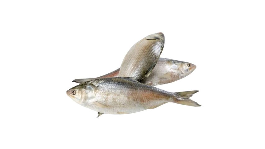 Fish Vally Hilsha 600g