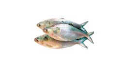 Fish Vally Hilsha 800g