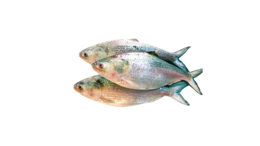 Fish Vally Hilsha 800g