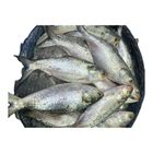Chandpur Local Hilsha Fish 1.4kg