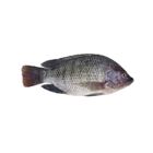 Telapia 600g