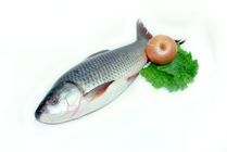Rui Fish 4kg