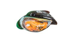 Fresh Green Mussel