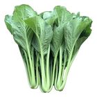 Sweet Choy Sum (Sawi Jepun) Kg. 0.3kg