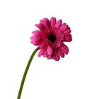 Gerbera Flower Pink 1 Piece