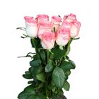 Chinese Rose Pink 1 Piece
