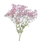 Pink Gipsy Flower Stick 1 Piece