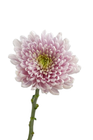 Pink Chrysanthemum Stick 1 Piece
