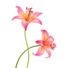 Pink Lily Stick 1 Piece