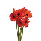 Orange Gerbera Flower 1 Piece