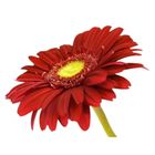 Gerbera Flower Stick 1 Piece