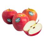 Nz Dazzle Apple 135S 6Pcs.