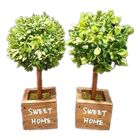 Daiso Green Wooden Pot Random 1 Piece