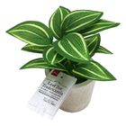 Daiso Leaf Pot Tradescantia 1 Piece