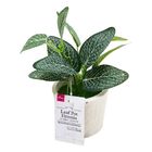 Daiso Leaf Pot Fittonia 1 Piece