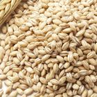 Barley Whole 500g