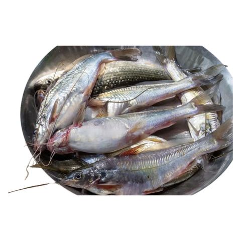 Chhuya Tengra Deshi 500g