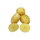Potato White Bulk Regular