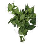 Dizon Farms Chili Leaves 200g