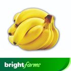 (Consume by Today)brightfarms Banana (Kela) Small Size Half Dozen