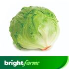 (Consume by Today)brightfarms Iceberg Lettuce (Pakistan) 200g-250g