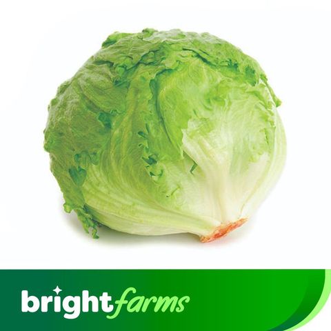(Consume by Today)brightfarms Iceberg Lettuce (Pakistan) 200g-250g