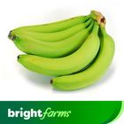 (Consume by Today)brightfarms Unripe Fresh Banana (Kela) Half Dozen
