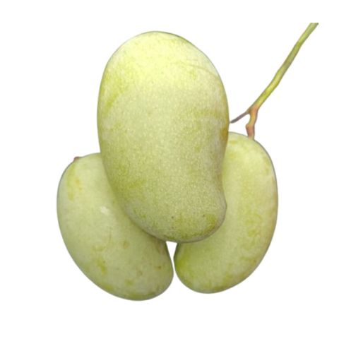 Amrapali Aam (Bagging Mango) 1kg ±50g