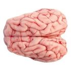 Mutton Brain 1 Piece