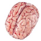 Veal Brain 1 Piece