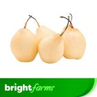 brightfarms White Pears (Nashpati) 600g ± 30g