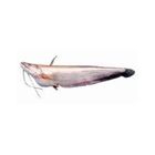 KM Boal (Wallago) Fish