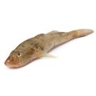 Bele (Scribbled Goby) Fish Local 0.5kg