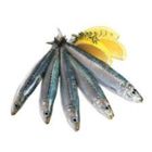 KM Thalapath ( Pakhi) Fish
