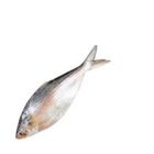 KM Ilish (Hilsha) Special 2kg