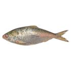 Fresh Sea Fish Hilsha 400g