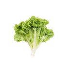 Lettuce Leaves (Salad Patta) 250g