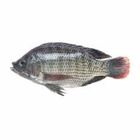 Telapia Big
