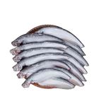 Pabda (Buter) Fish Big