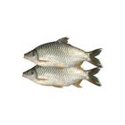 Shorputi Fish Desi (Olive Barb)