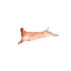 Mutton Carcass-Premium