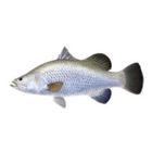 KM Koral Big (Sea Bass) 2.5kg