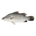 Ikan Siakap L (Pcs) (8790)