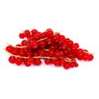 Imported Red Currant Netherlands